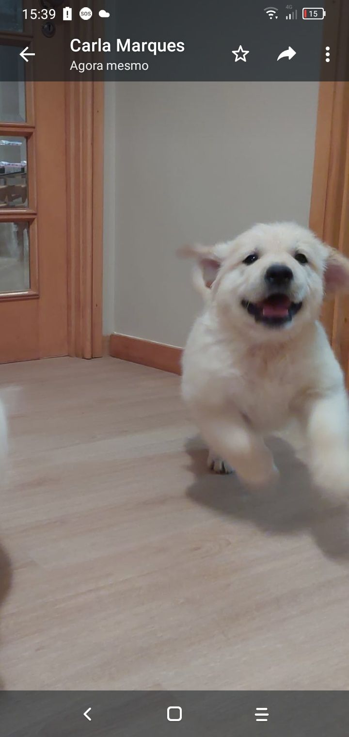 Golden Retriever