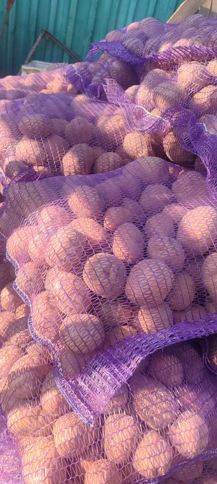 Картошка Біла Роса,Королева Анна, Арізона, Торнадо Санте