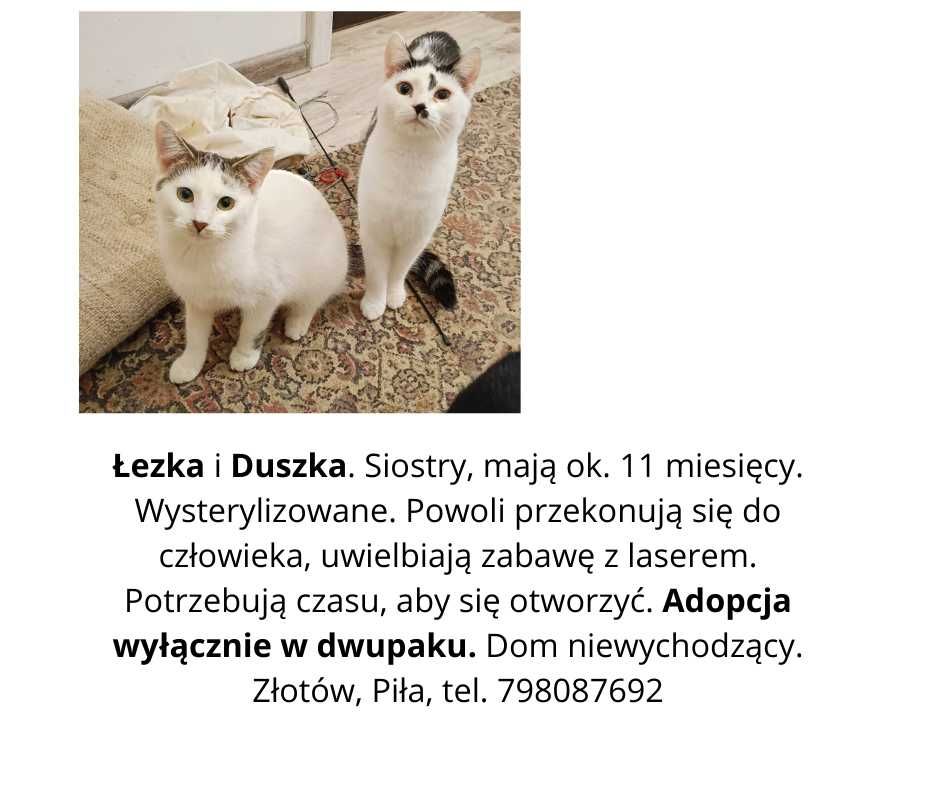 Kotki Misia i Ziaja czekają na dom