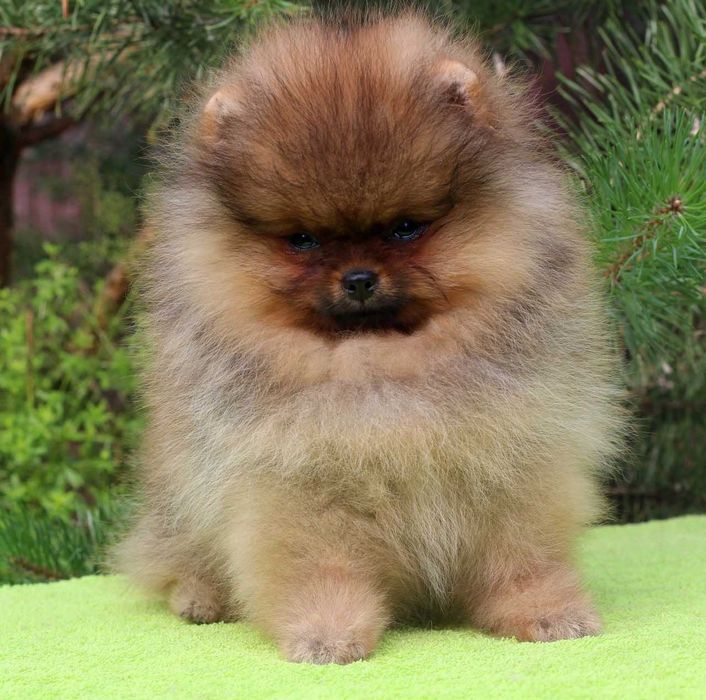 Spitz Alemão Anão ou Lulu da Pomerânia FEMEA LARANJA LOP e AFIXO