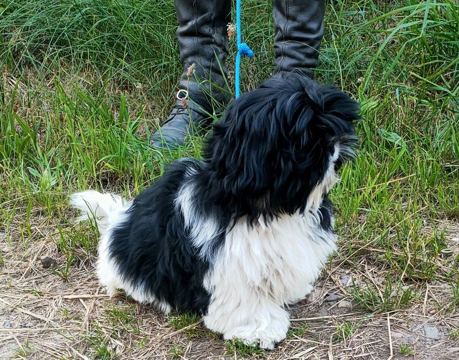 Piesek Shih-tzu FCI Rasowe ,rodowodowe FCI