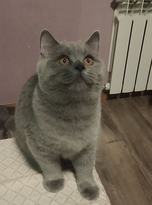 Шотландська дівчинка з прививками і документами