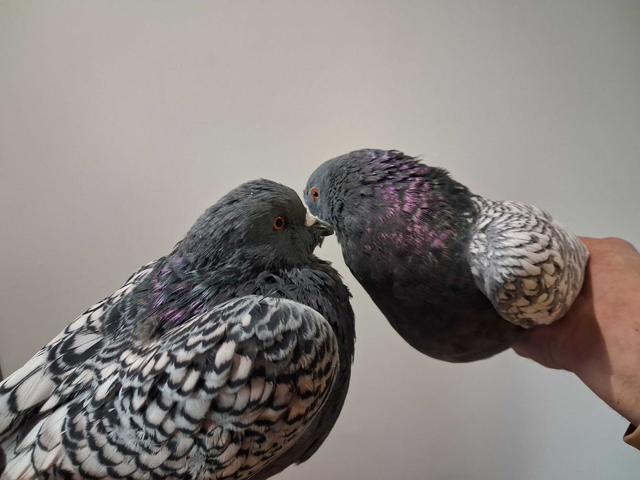 Gołębie ozdobne,,,Para gołębi rysie