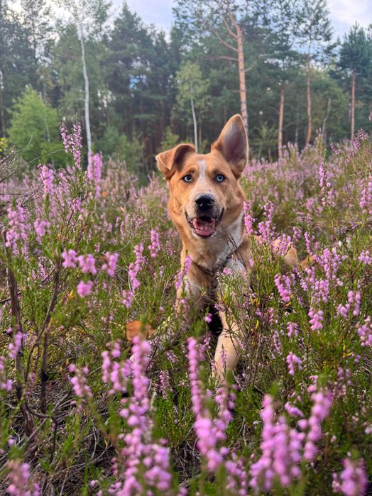 Suczka mix husky x border collie szuka domu