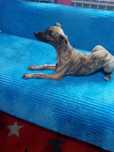 Chart  Angielski Whippet.  piesek