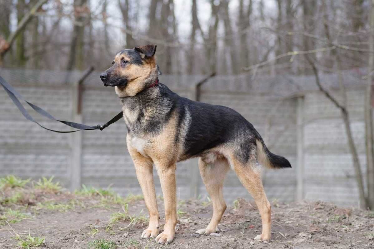 owczarek mix Sektor  szuka domu -schronisko Zgierz -aktualne