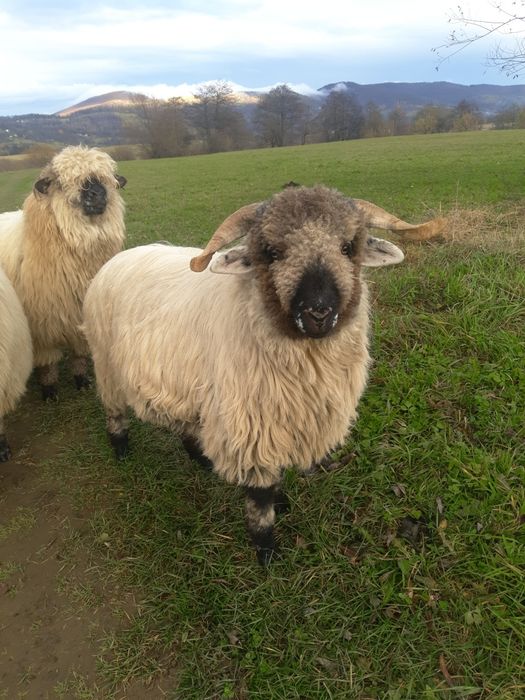 продам ромунського барана