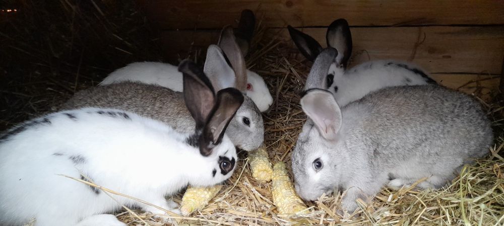 Mam na sprzedaż króliki