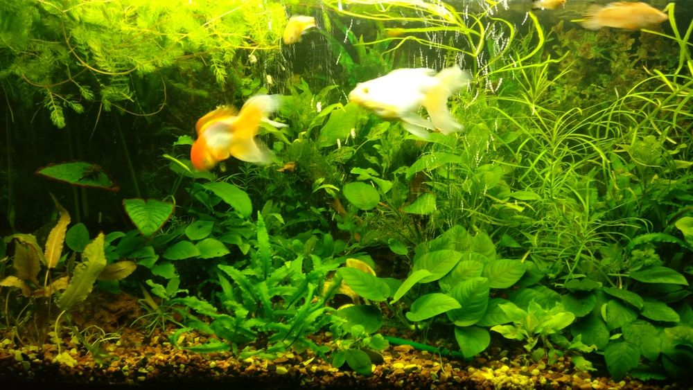 Аквариумные растения
