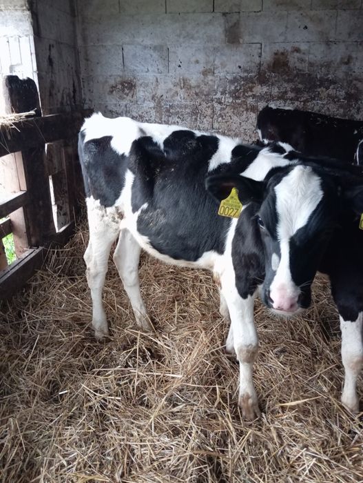 Sprzedam byczki żerłaki