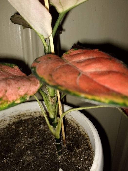 Аглаонема "фламинго"