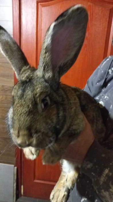 Продам кроликів 150 грн кг