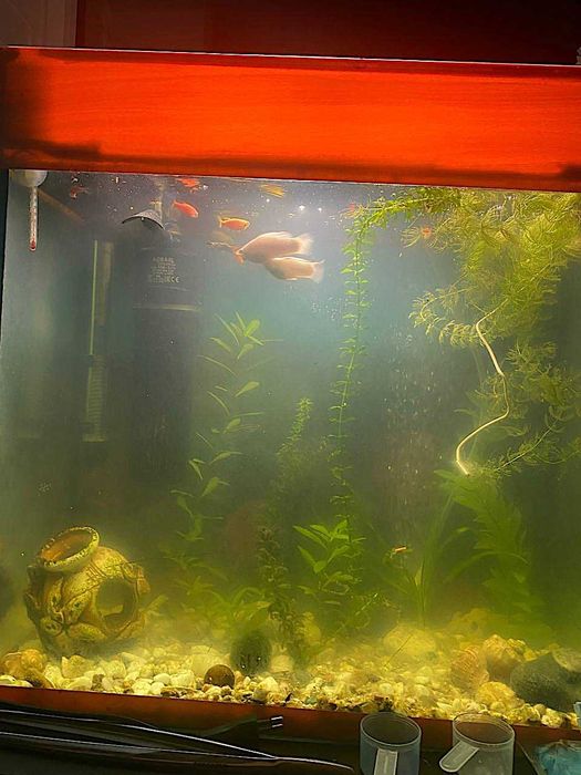 Продам Акваріум 45 літрів з рибками ітд.
