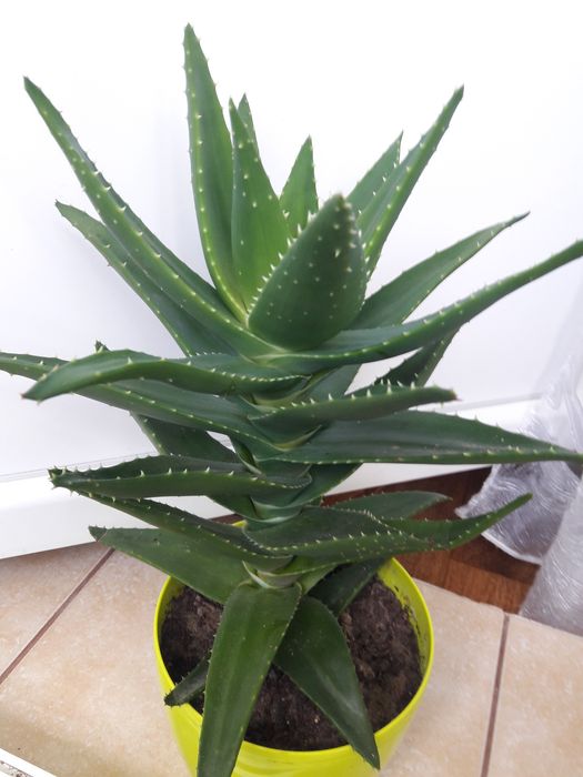 Алое великі різні: деревовидне.