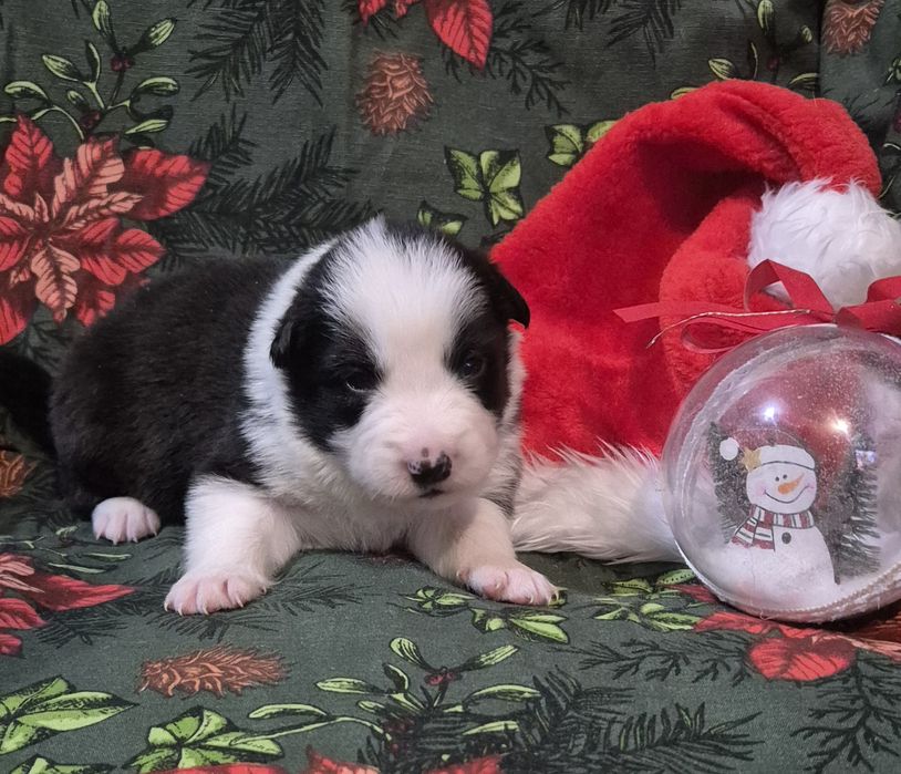 Border collie samiec czarno biały