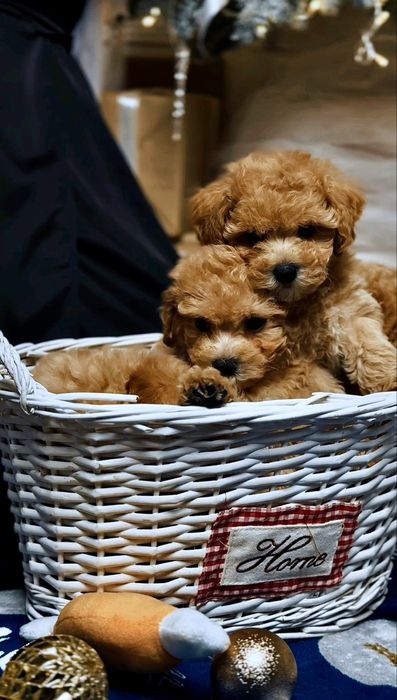 Карамель з золотом - брауні цуценята мальтіпу ф1 з бебі фейс. Мальтіпу