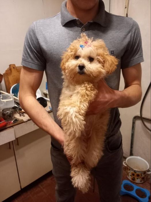 Щенок той пудель