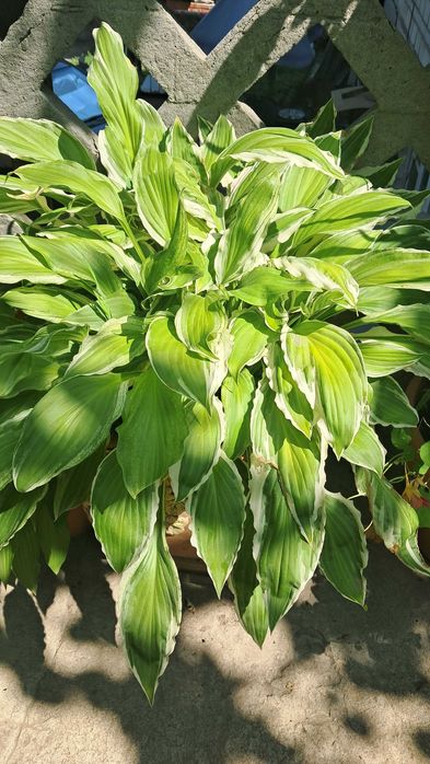 Хоста в ассортименте