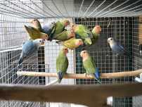 Agapórnis Roseicollis 2025

Aves devidamente anilhadas

Preço negociáv