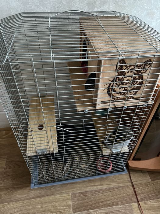 Шиншила із кліткою