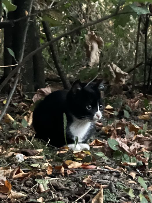 Pilne! Mały kotek czarny z białymi skarpetkami