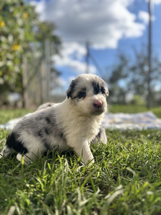 Border collie - piesek
