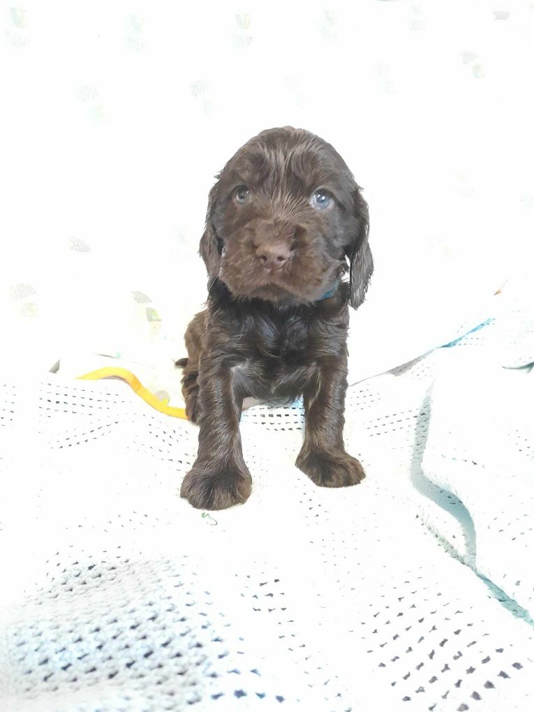 Cocker Spaniel angielski piesek