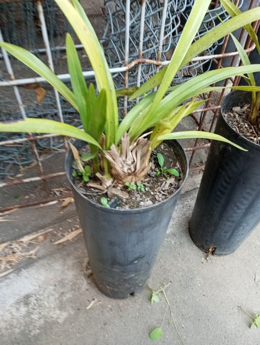 Vendo mudas de orquídeas á unidade