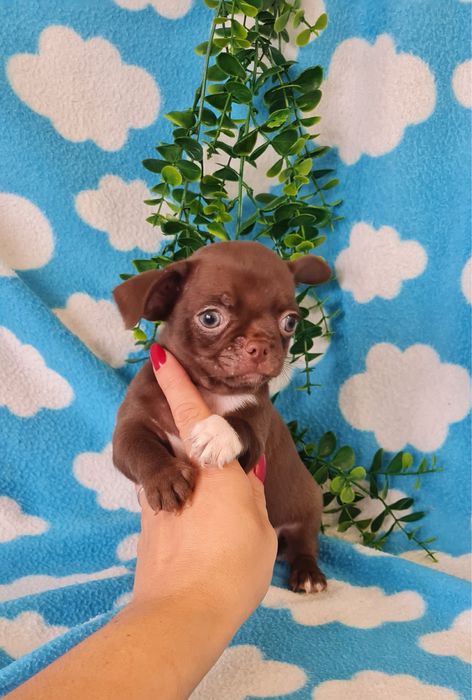 Estupendo mini mini Chocolatinho Chihuahua/Chiuaua de Qualidade
