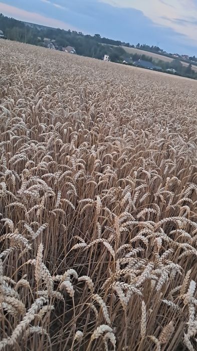 Pszenica Findus 2 rok po centrali