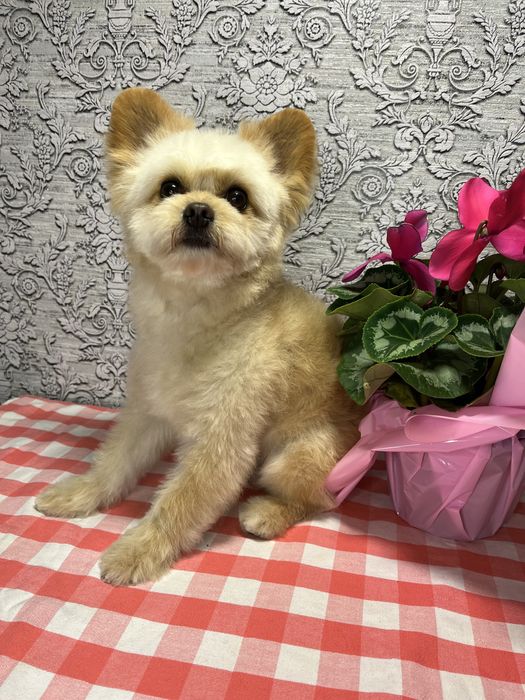 Стрижка  Йорків Грумінг Йорків та інших собачок до 4 кгДоступні ціни!