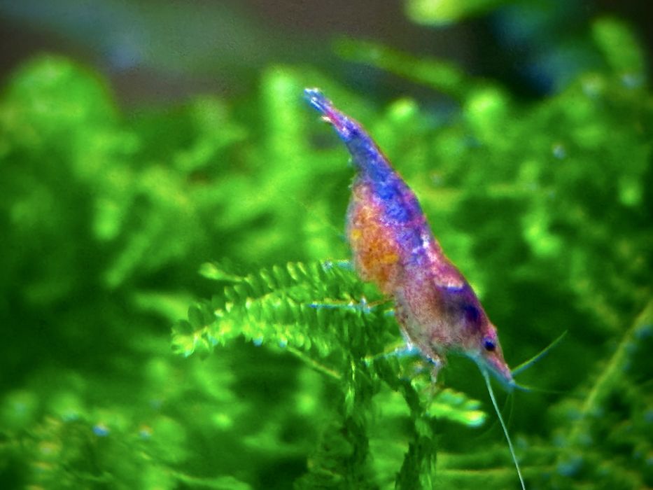 Camarões em São Marcos