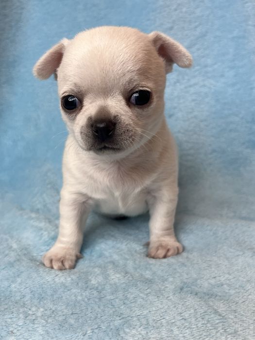 Chihuahua Macho Pelo Curto