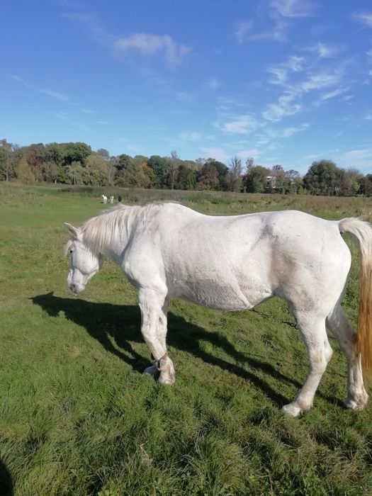 Продається кобила