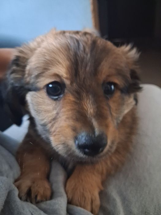 Oddam za darmo szczeniaka