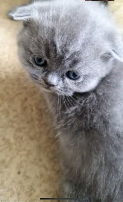 Вязка котов шотландец страйд (прямоухий)