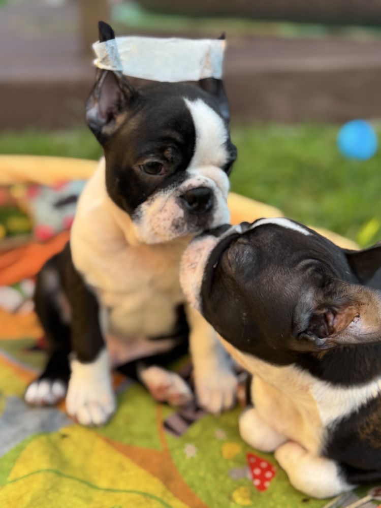 Boston terrier cudny chlopiec
