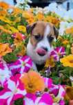 Vendo Cachorro Jack Russell Terrier