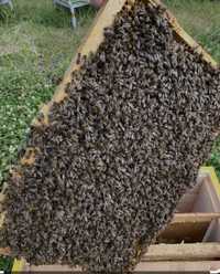 Продам бджолопакети або пасіку