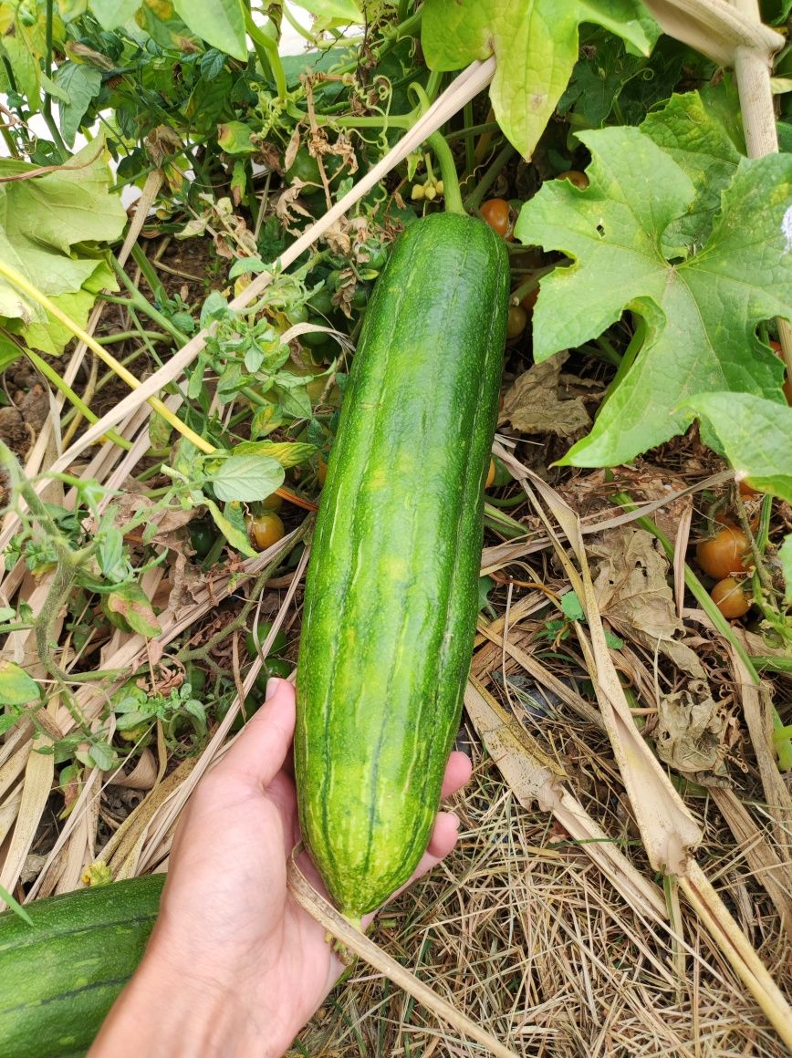 Sementes de luffa