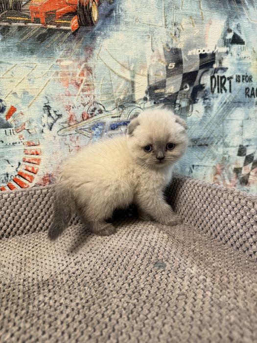 Котята шотландской породы