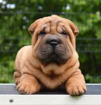 Shar Pei suczka, z wybitnym rodowodem ZKwP FCI