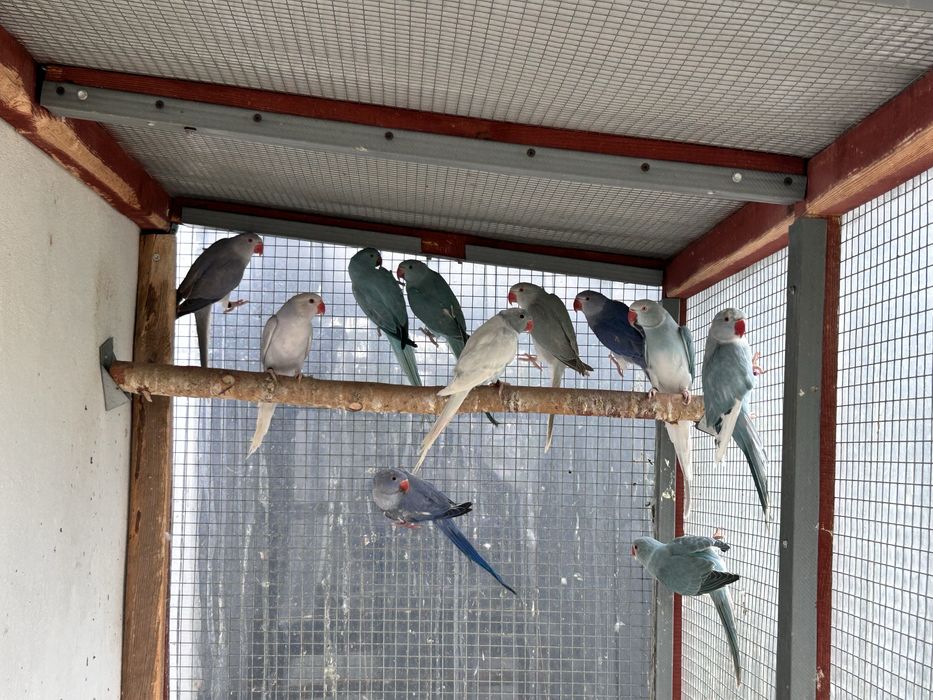 Aleksandretty obrożne mutacje