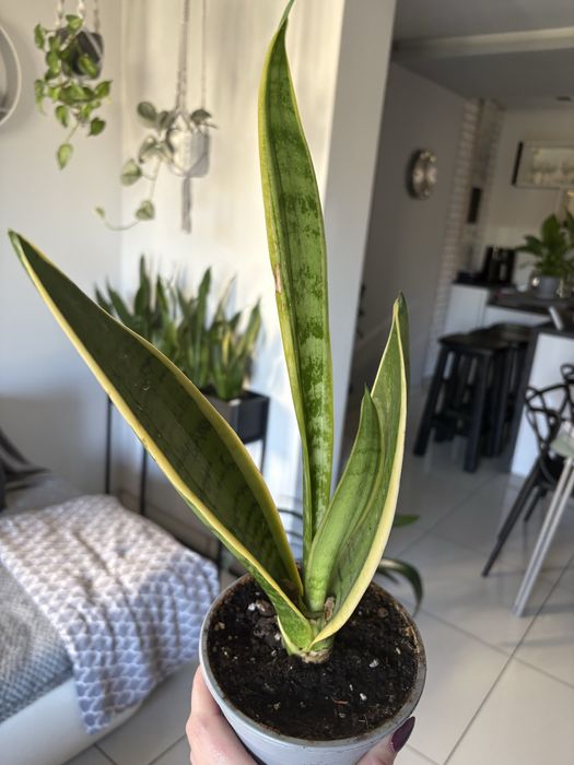 Sansevieria Young Perl