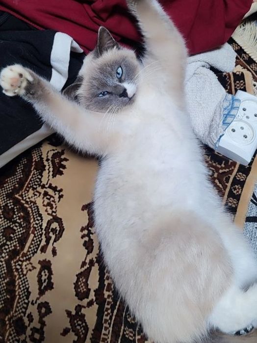 Зникла Сіамська кішечка