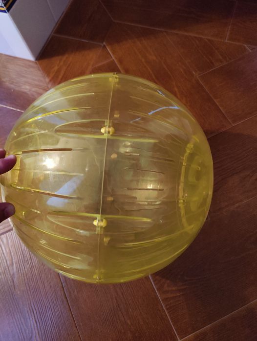 Bola de corrida  para Porquinho-da-India