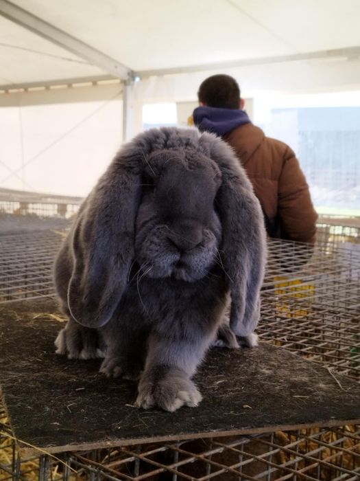 Baran francuski niebieski samce samice