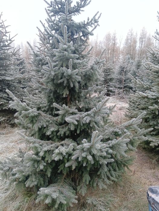 Sprzedam choinki likwidacja plantacji