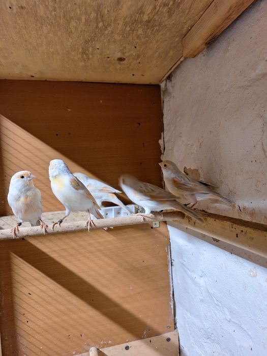 Kanarki opal mozaika czerwona