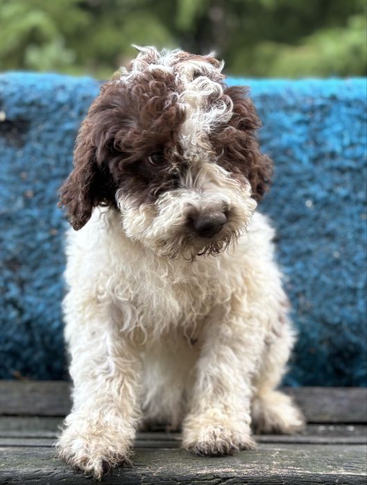Piesek Lagotto Romagnolo